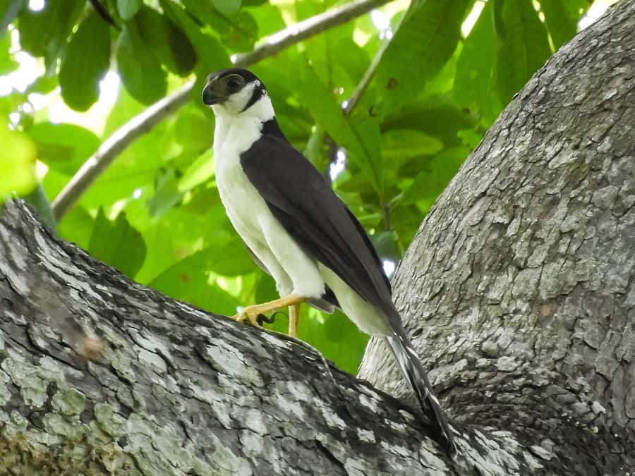 Cartagena: Private Bird-Watching Tour with Breakfast - Clothing, comfort, and access