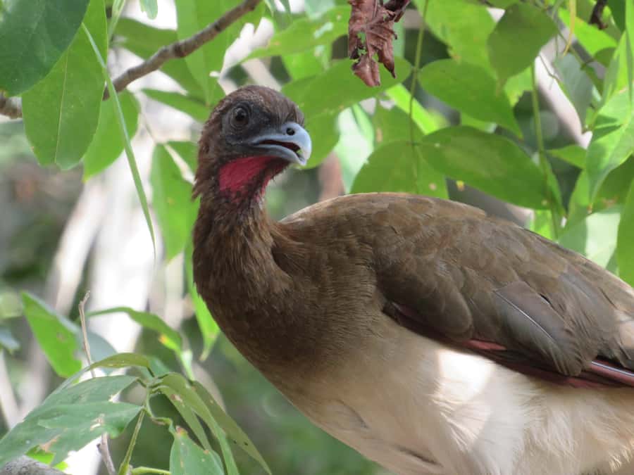 Cartagena: Private Bird-Watching Tour with Breakfast - Walking Matute Nature Reserve with a private guide