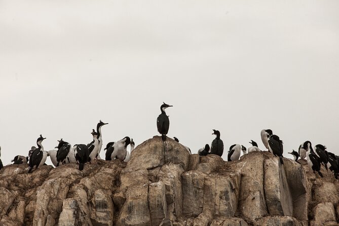 Catamaran Tour through the Beagle Channel and Penguins in Isla Martillo - Leaving Ushuaia and entering the channel