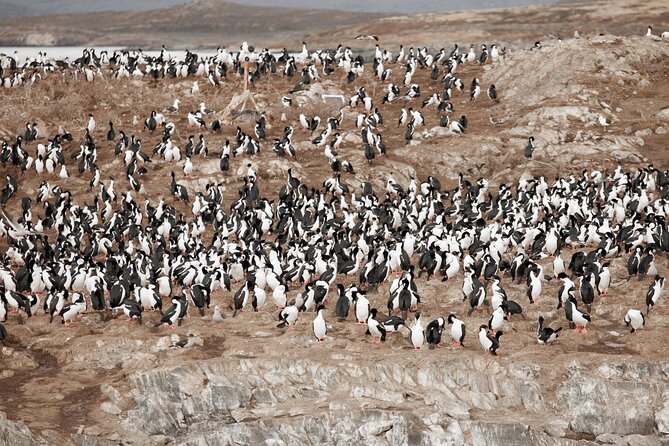 Catamaran Tour through the Beagle Channel and Penguins in Isla Martillo - Seating, weather, and getting good photographs