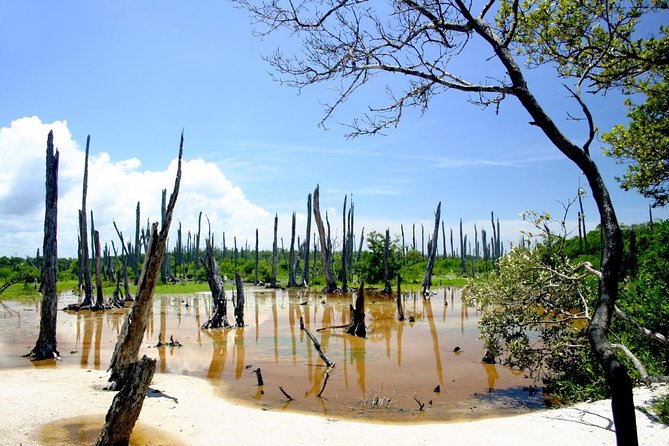 Celestun Nature Reserve Flamingo Tour-Boat to Flamingo Paradise from Merida - Leaving Merida at 9:00 a.m.