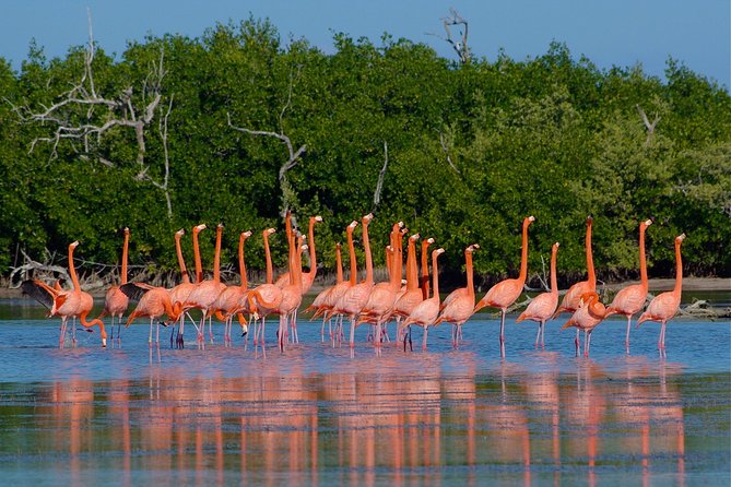 Celestun Nature Reserve Flamingo Tour-Boat to Flamingo Paradise from Merida - The boat ride into Ria Celestun