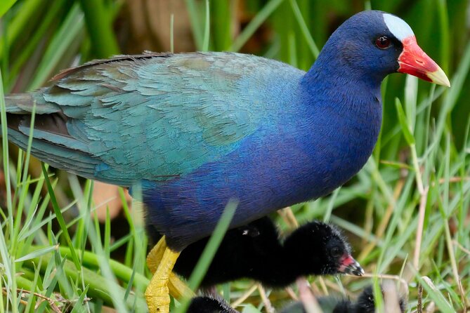 Central Florida Half-Day Private Birding Activity - 2 person max - Key points before you book
