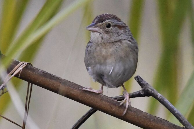Central Florida Half-Day Private Birding Activity - 2 person max - What this Central Florida birding trip really offers