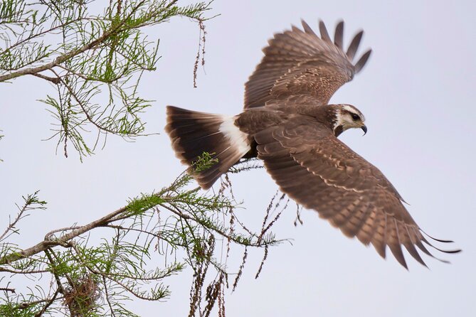 Central Florida Half-Day Private Birding Activity - 2 person max - The move to Joe Overstreet Landing