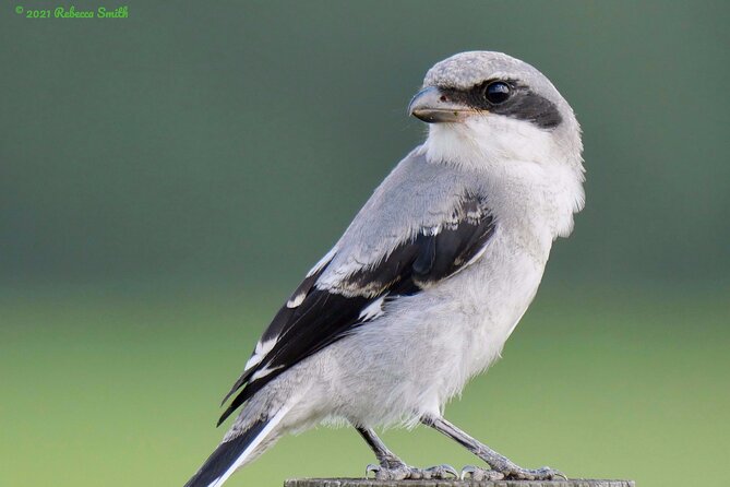 Central Florida Half-Day Private Birding Activity - 2 person max - Birding by ear, target lists, and realistic expectations