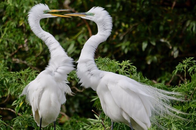 Central Florida Half-Day Private Birding Activity - 2 person max - The photography side of the experience