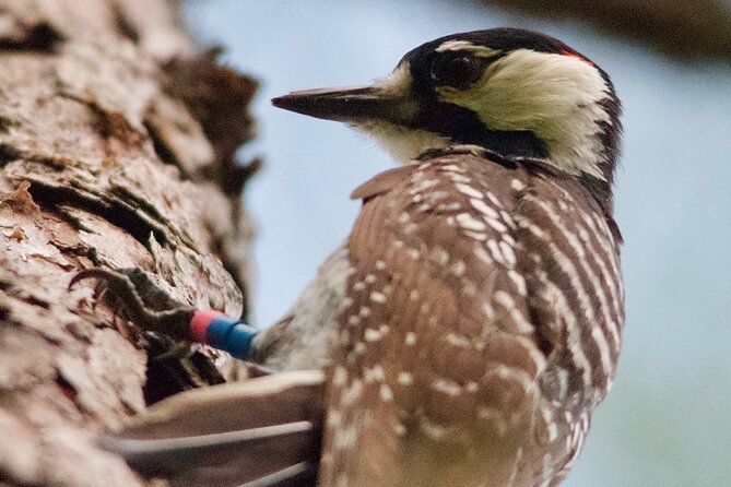 Central Florida Half-Day Private Birding Activity - 2 person max - Price, pickup, snacks, and the value of a private morning
