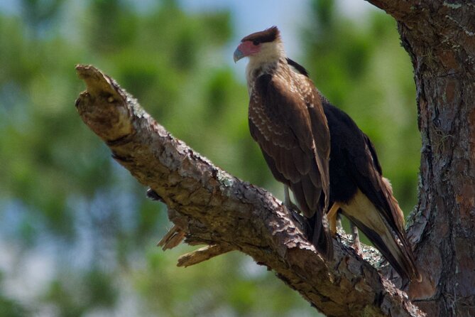 Central Florida Half-Day Private Birding Activity - 2 person max - Who will enjoy this tour most