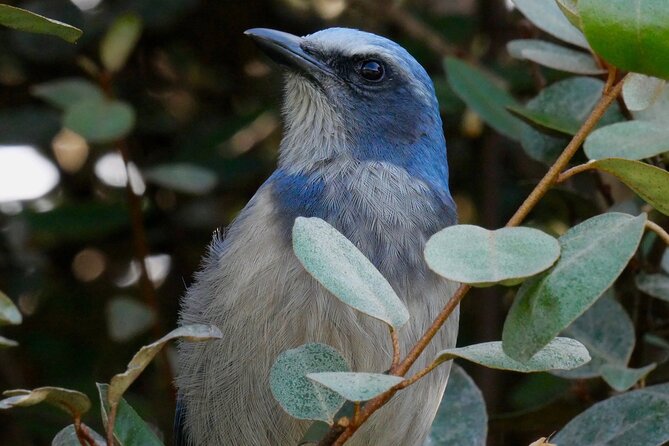 Central Florida Half-Day Private Birding Activity - 2 person max - Starting before the heat at Three Lakes WMA