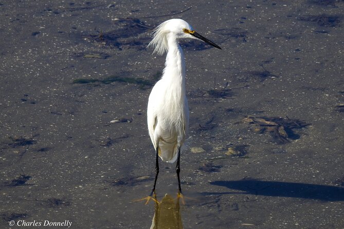 Charleston Bird Watching Tour - A short morning walk with a useful pace