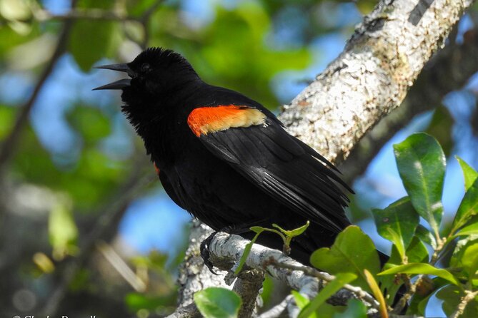 Charleston Bird Watching Tour - The Ravenel Bridge and Charleston Harbor backdrop