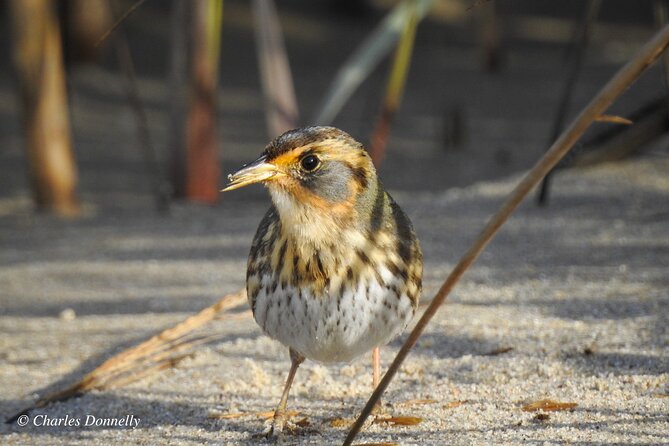 Charleston Bird Watching Tour - Shared optics and photos after the walk