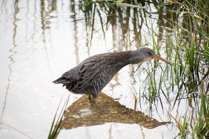 Charleston Bird Watching Tour - Who will get the most from this Charleston activity