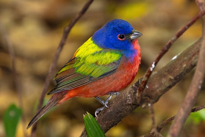 Charleston Bird Watching Tour - What you will see at the first and only stop