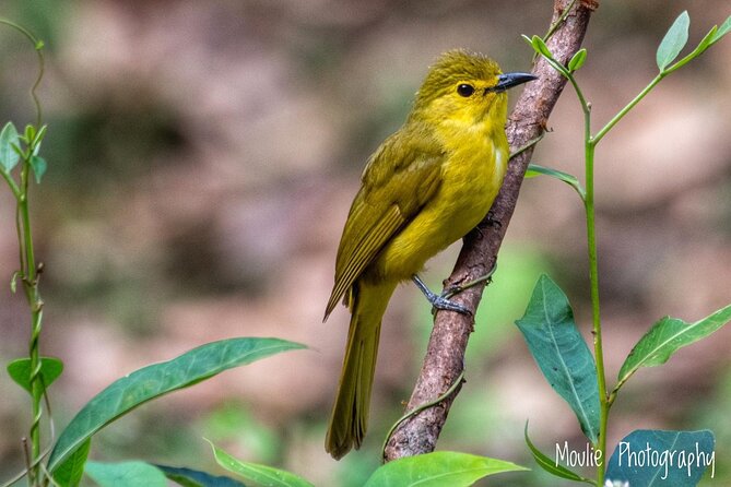 Chennai, Guided Birding And Birding Photo Trip With Spot Scope, 2 to 3 Hours - Key points to know before you book