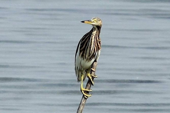 Chennai, Guided Birding And Birding Photo Trip With Spot Scope, 2 to 3 Hours - Sholinganallur marshland and the changing birding route