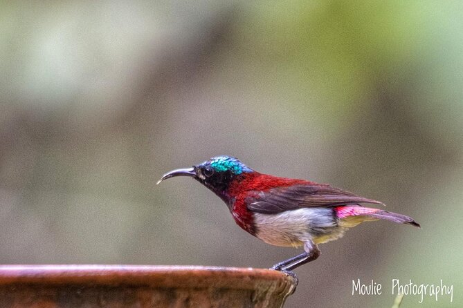 Chennai, Guided Birding And Birding Photo Trip With Spot Scope, 2 to 3 Hours - What the spotting scope adds