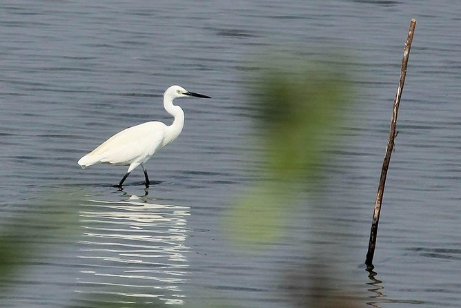 Chennai, Guided Birding And Birding Photo Trip With Spot Scope, 2 to 3 Hours - A private ride keeps the outing comfortable