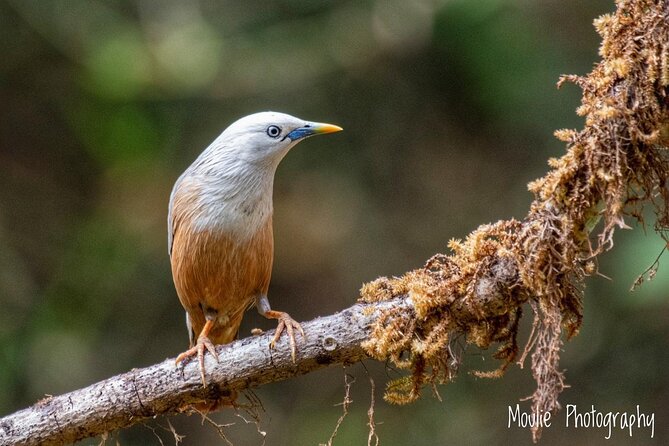 Chennai, Guided Birding And Birding Photo Trip With Spot Scope, 2 to 3 Hours - Is $68.09 per person good value?