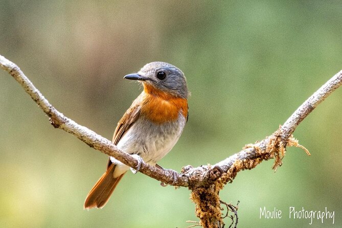Chennai, Guided Birding And Birding Photo Trip With Spot Scope, 2 to 3 Hours - Who will enjoy this experience most?