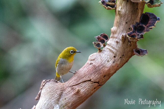 Chennai, Guided Birding And Birding Photo Trip With Spot Scope, 2 to 3 Hours - Timing, weather, and a little practical planning