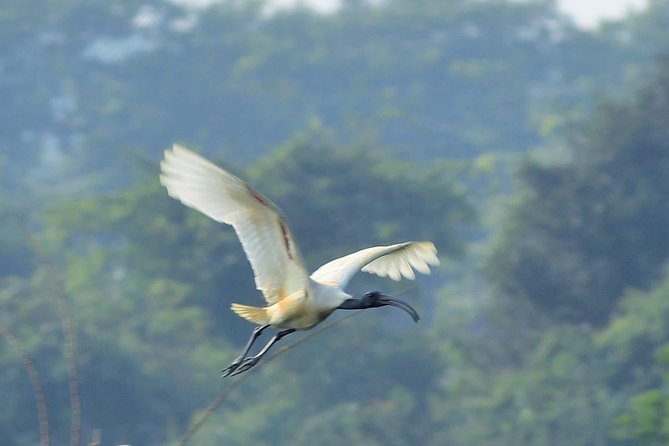 Chennai, Guided Birding And Birding Photo Trip With Spot Scope, 2 to 3 Hours - Learning birds by sound with a specialist guide