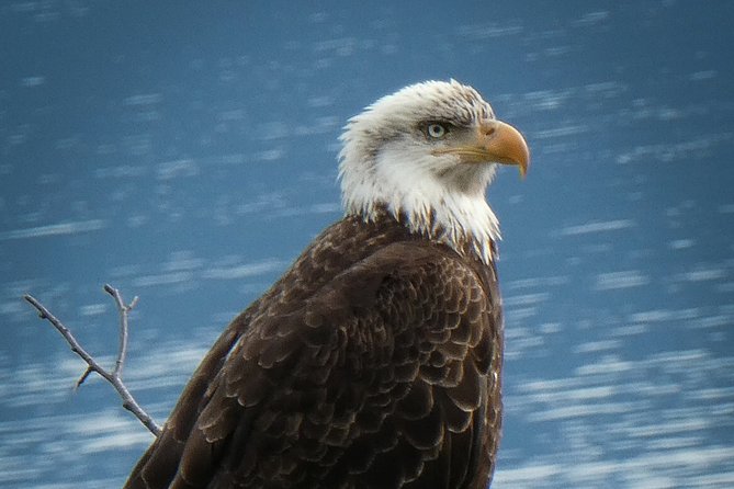 Chilkat Bald Eagle Preserve Rafting - Skagway Departure - What the six-and-a-half-hour schedule really means