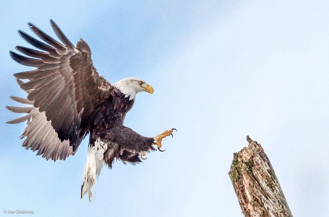 Chilkat Bald Eagle Preserve Rafting - Skagway Departure - Is $305 a fair price?