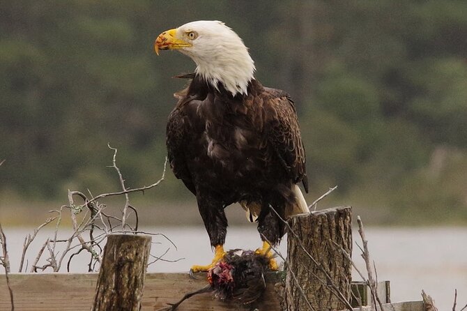 Chincoteague and Assateague Birdwatching Boat Tour - Why a boat is a smart way to see these islands