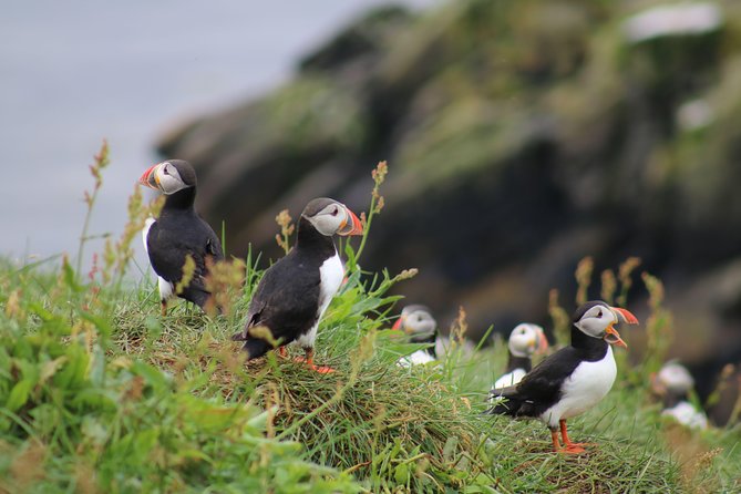Classic Puffin Watching Cruise from Downtown Reykjavík - Key points to know before booking