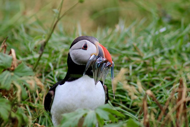 Classic Puffin Watching Cruise from Downtown Reykjavík - Sailing from Reykjavík’s Old Harbour