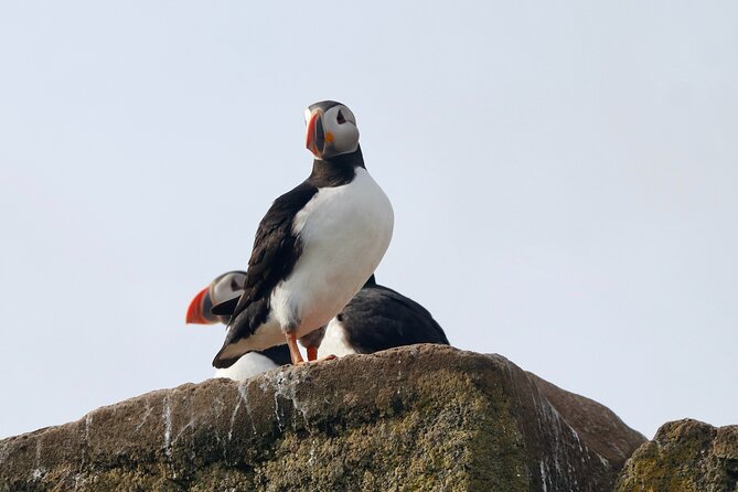 Classic Puffin Watching Cruise from Downtown Reykjavík - A short cruise with useful city views