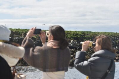 Classic Puffin Watching Cruise from Downtown Reykjavík