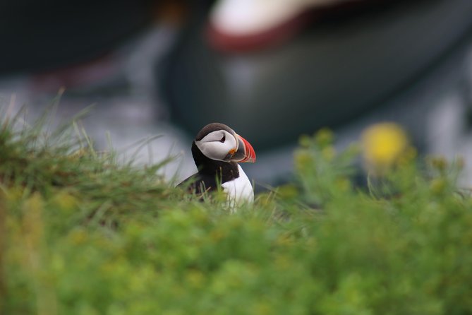 Classic Puffin Watching Cruise from Downtown Reykjavík - The guides make the hour count