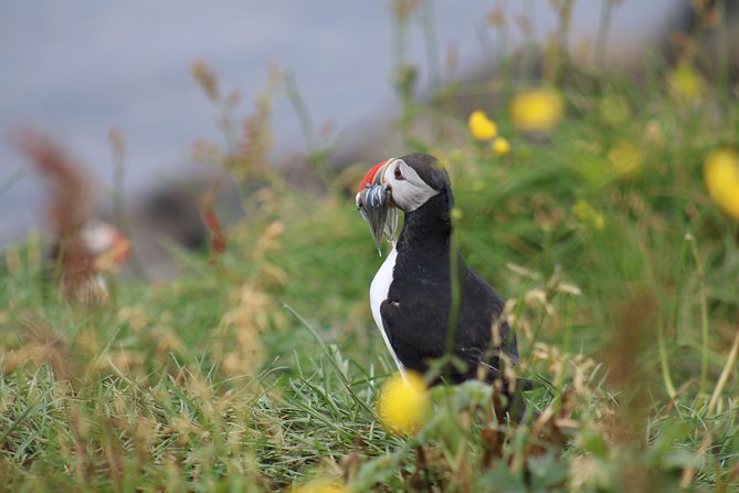 Classic Puffin Watching Cruise from Downtown Reykjavík - Is the $60 price good value?