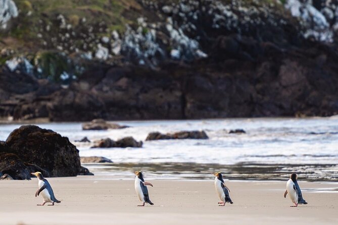 Clearwater Private Penguin & Wildlife Tour from Port Otago (5hrs) - Key points to know before you book