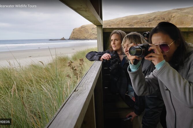 Clearwater Private Penguin & Wildlife Tour from Port Otago (5hrs) - From Port Chalmers to the Otago Peninsula