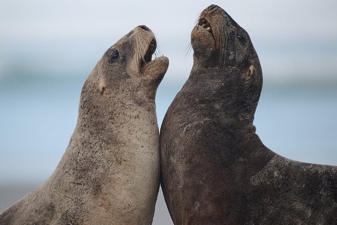 Clearwater Private Penguin & Wildlife Tour from Port Otago (5hrs) - The private beach and yellow-eyed penguins