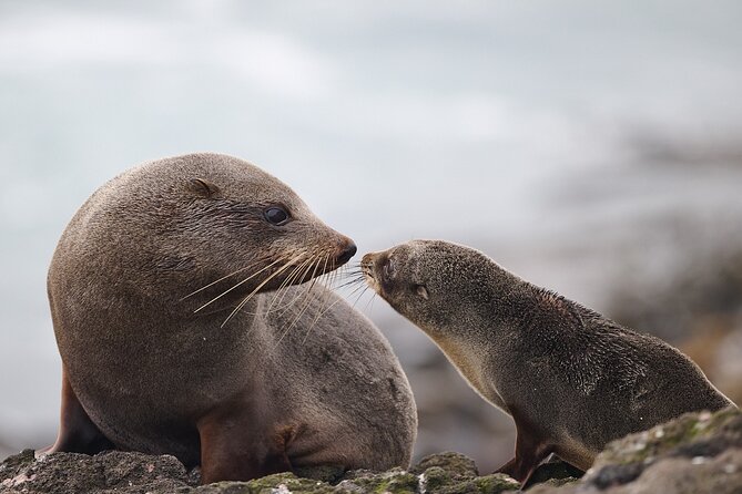 Clearwater Private Penguin & Wildlife Tour from Port Otago (5hrs) - Why the private format matters
