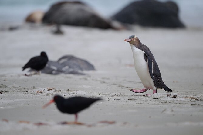 Clearwater Private Penguin & Wildlife Tour from Port Otago (5hrs) - Vehicles, jackets, and the food question