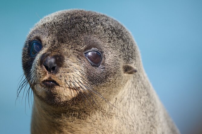 Clearwater Private Penguin & Wildlife Tour from Port Otago (5hrs) - Weather, walking, and cruise-day planning