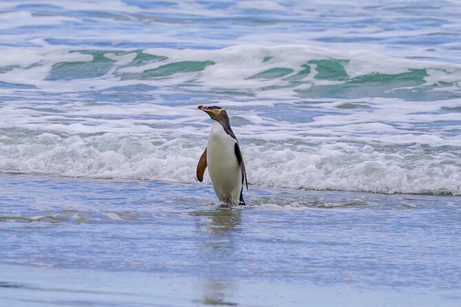 Clearwater Private Penguin & Wildlife Tour from Port Otago (5hrs) - Cape Saunders and the fur seal colony