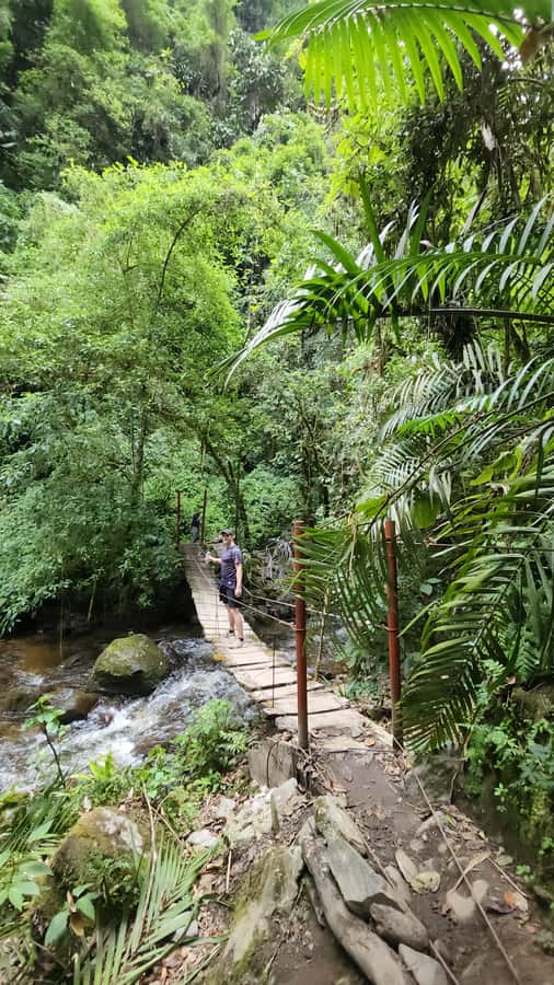 Cocora: trek to the hummingbirds sanctuary - My call on the experience