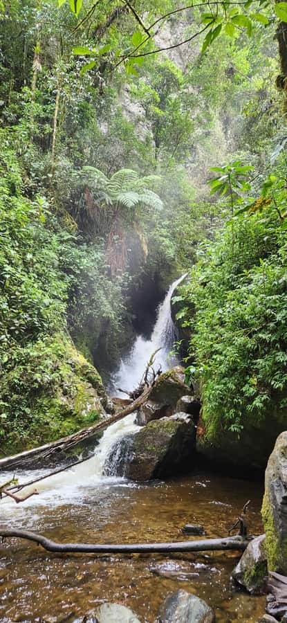 Cocora Valley: Route of the Hummingbirds + breakfast & lunch - Key points to know before booking