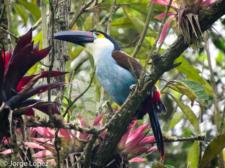 Cocora Valley: Route of the Hummingbirds + breakfast & lunch - Six bridges and the river trail