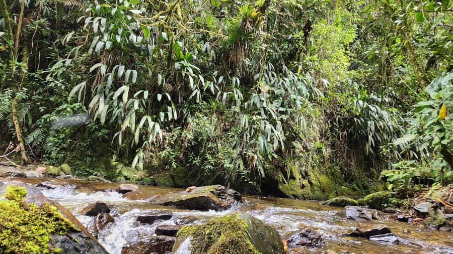 Cocora Valley: Route of the Hummingbirds + breakfast & lunch - How much value do you get for $129?