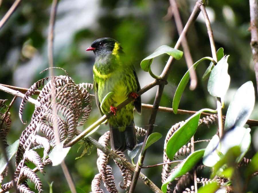 Cocora Valley: Route of the Hummingbirds + breakfast & lunch - Breakfast in Salento sets the tone