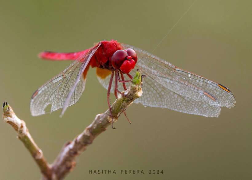 Colombo: Bird watching around Colombo-Guided Tour - 06 hours - Key points at a glance