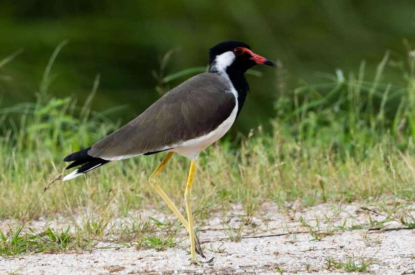 Colombo: Bird watching around Colombo-Guided Tour - 06 hours - The second 1.5-hour stop, where the habitats change